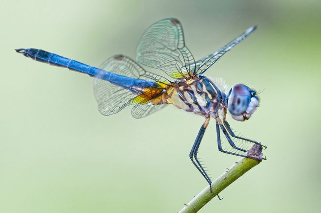 In form and name, the blue dasher dragonfly illustrates the beauty and flying prowess of these insects. 