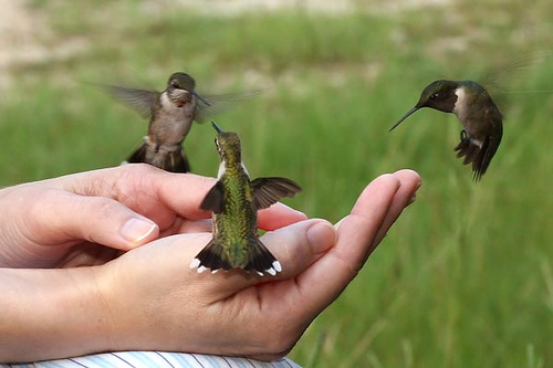 handfeeding birds